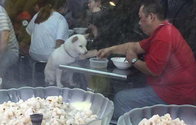 Dẫn chó cưng háu ăn đi nhà hàng, người đàn ông làm ấm lòng cư dân mạng