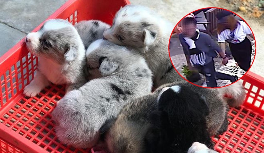 Cặp đôi du khách "bế nhầm" chú Corgi mới sinh tại Đà Lạt: CĐM đã tìm ra danh tính