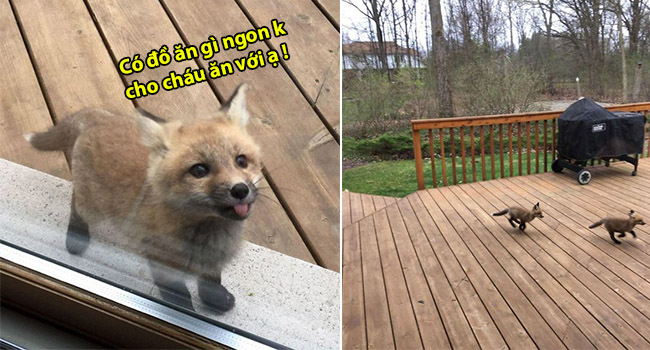 Cả nhà gặp bao nhiêu là may mắn khi được 1 đàn cáo con dễ thương ghé thăm nhà vào những ngày hè ?