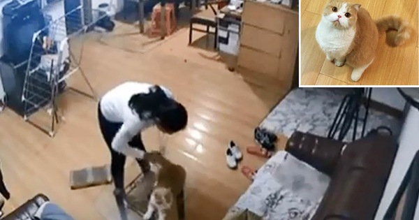 Nhờ bạn cùng phòng chăm giúp mèo cưng khi đi du lịch, cô gái xem CCTV mới phát hiện nó bị hành dạ dã man