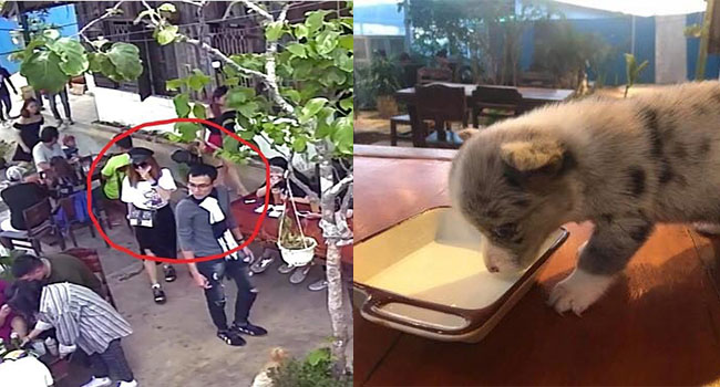 Không chịu nổi sức ép, đôi nam nữ "bế nhầm" chú chó Corgi đã mang trả lại: "Em bị đói, mệt v.à sợ"