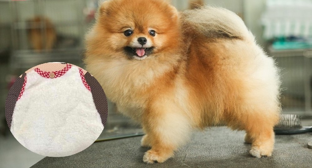 Bà mẹ ngớ ngẩn nhất năm: Sắm đồ về cho con, đến năm sau mới nhận ra đó là áo dành cho chó