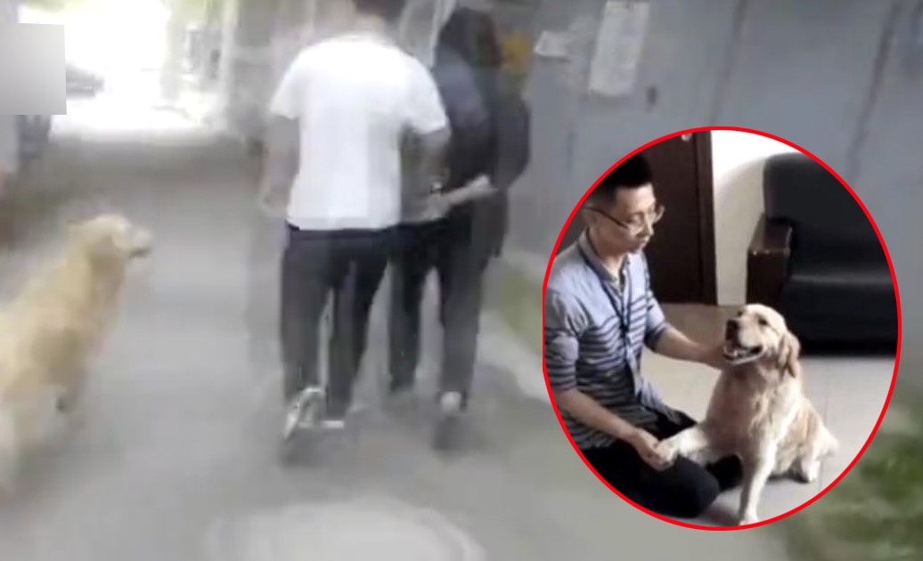 Chú chó vì yêu nên chẳng ngại đúng sai một lòng theo kẻ "bắt cóc" mình vào tận đồn cảnh sát