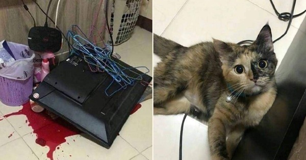 Thót tim khi căn phòng bị xới tung có vệt đỏ như máu, "sen" chỉ biết câm nín khi nhìn thấy chân dung thủ phạm