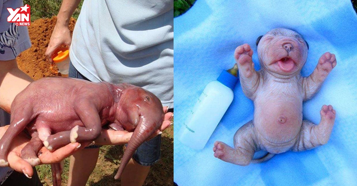 Đáng yêu đến rụng rời hình ảnh sơ sinh của các loài động vật