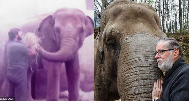 Người quản tượng xúc động khi con voi 52 tuổi vẫn nhận ra ông sau 32 năm xa cách