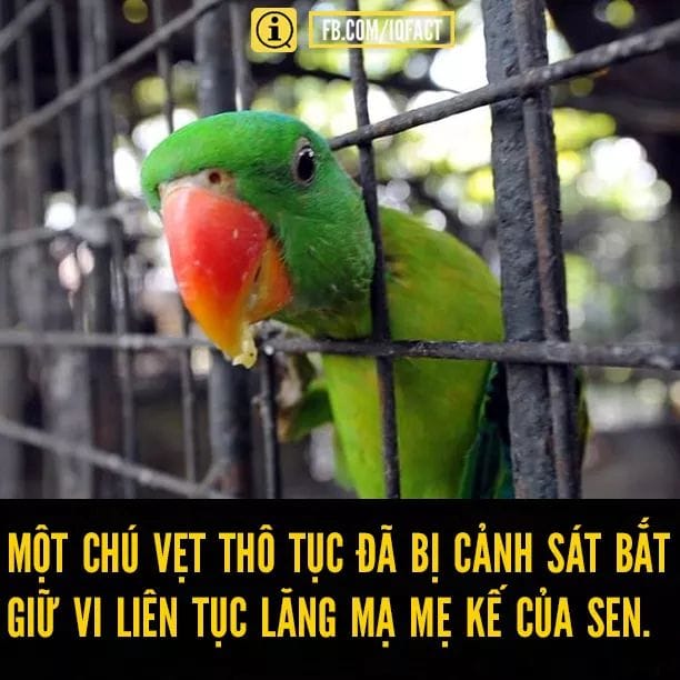 Chú Vẹt khẩu nghiệp nhất thế gian khi liên tục lăng mạ mẹ kế của Sen khiến bà đâm đơn kiện ra tòa