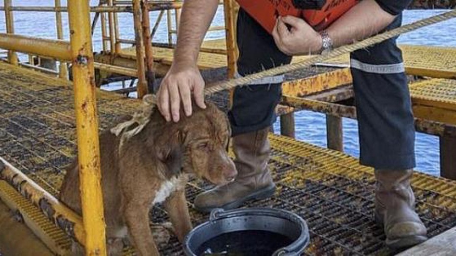 Chú chó bí ẩn bơi xuyên biển tới 1 giàn khoan dầu cách bờ 200 km