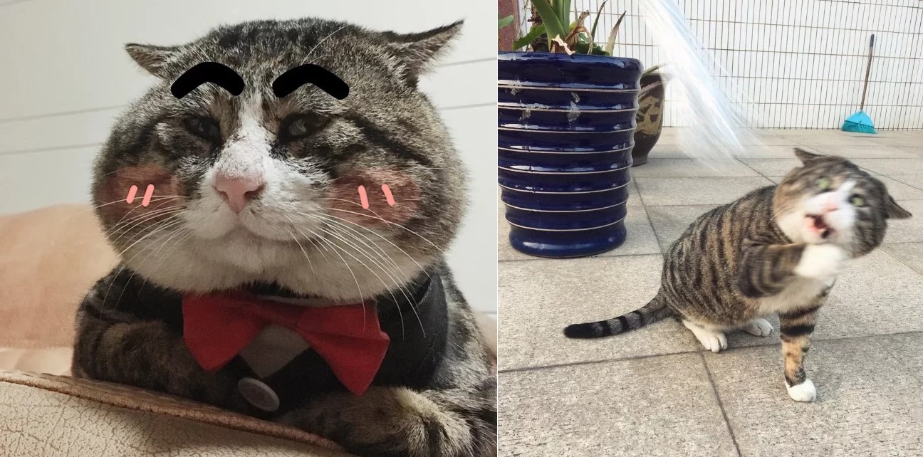 Mèo béo cơ nhỡ bỗng thành ngôi sao internet vì biểu cảm khó đỡ trong mọi khung hình