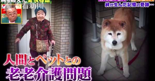 Cụ bà và chú chó cưng cùng bị mất trí nhớ nhưng vẫn nhận ra nhau sau thời gian dài xa cách