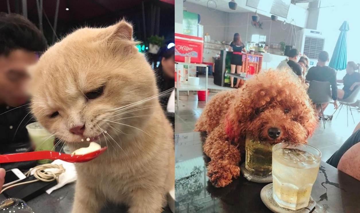 Tranh cãi chuyện chó cưng dùng cốc uống nước: "Tôi đã trả tiền, cốc dùng xong sẽ rửa, chẳng sao cả"