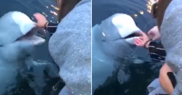 Clip: Cá voi trắng nhặt được điện thoại rơi đem trả người mất, được dân mạng tuyên dương nhiệt liệt