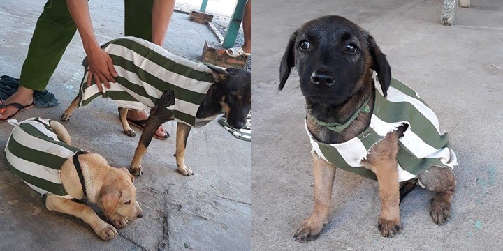 QUẬY PHÁ TƯNG BỪNG, ‘500 ANH EM’ CÚN BỊ BẮT MẶC ĐỒNG PHỤC NGÀNH ĐI CẢI TẠO