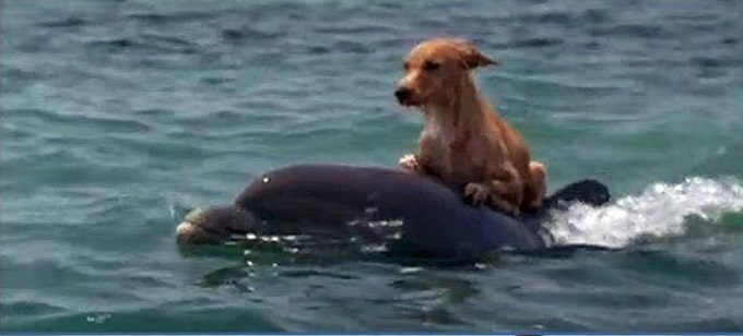 Mắc kệt giữa biển xa -  tướng chết chắc ai ngờ chú chó Turbo được cá heo giải cứu đưa vào bờ an toàn