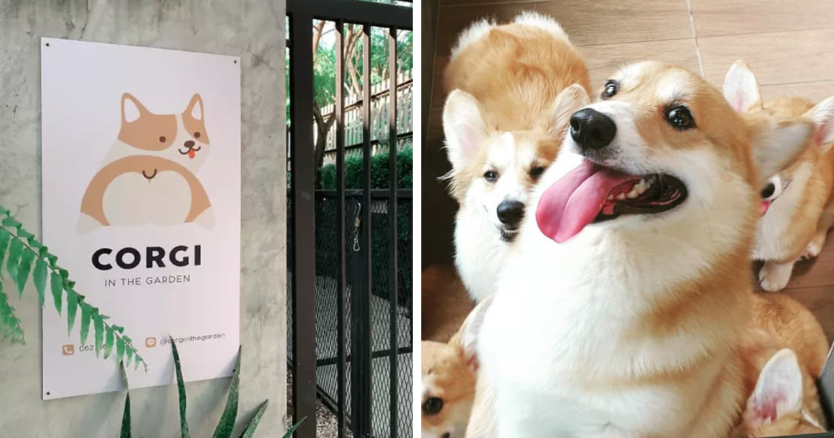 Có 1 quán cafe chứa đầy lũ Corgi Mông to siêu đã giữa lòng Bangkok
