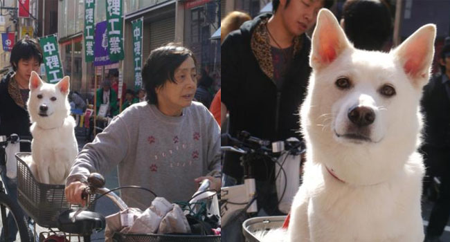 Bước qua nhau, Cô gái trẻ chụp lại chú chó có đôi mắt buồn như vừa mất người yêu