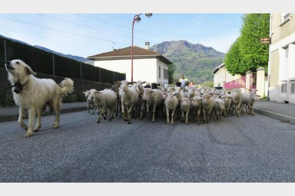 Những chú cừu này được nhập học nhằm tăng số lượng học sinh tại đây, giúp cho lớp không bị hủy.