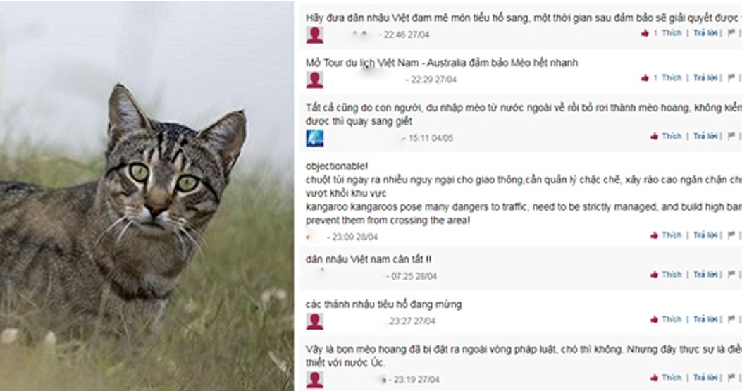 Tại sao Úc phải tiêu diệt 2 triệu con mèo hoang?