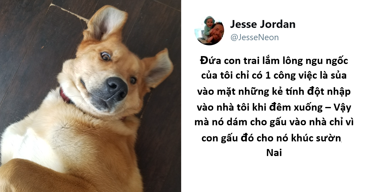 Gấu hối lộ nguyến khúc sườn nai cho chó canh nhà để có thể vào lục rác kiếm ăn