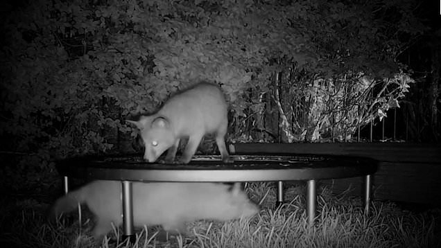 Đáng yêu vô đối: Thấy đôi cáo nhỏ hay mò vào vườn chơi, chủ nhà sắm hẳn đệm nhún cho chúng nô đùa mệt nghỉ