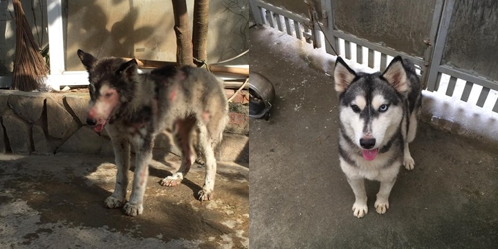 Ra tay cưu mang chú chó hoang lở loét không ai quan tâm, cô gái hạnh phúc vì điều kỳ diệu sau 171 ngày