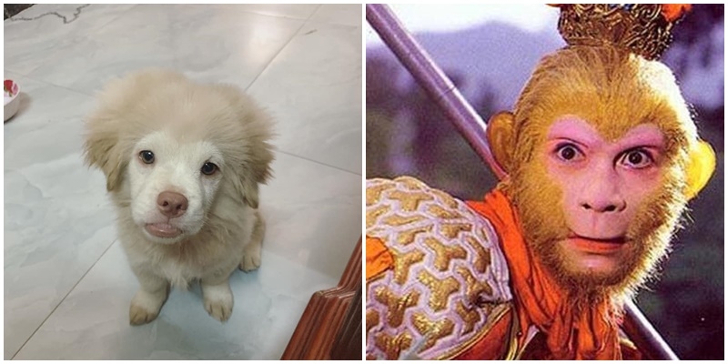 Sính ngoại lai Nhật tưởng đâu sẽ xinh, ai ngờ cún cưng sinh ra lại "giống khỉ" khiến CĐM cười nắc nẻ