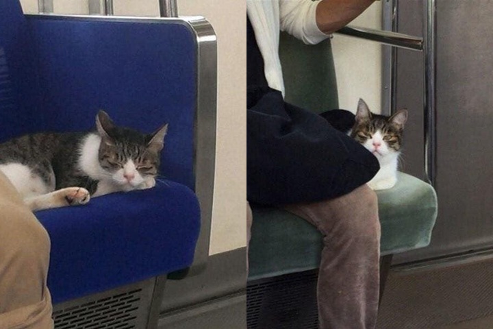 'Hoàng thượng' mèo có sở thích đi tàu điện ngầm, còn tỏ thái độ lồi lõm khi bị bắt vì đi chui quá nhiều