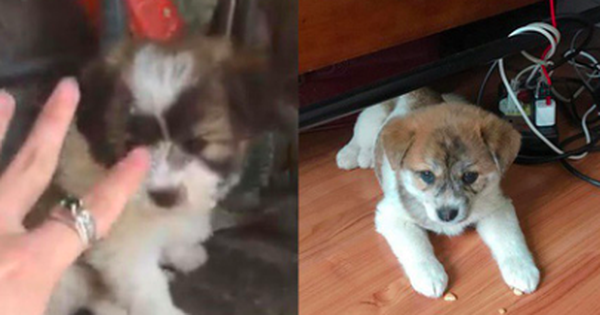 Mua hàng online được nâng lên một "tầm cao" mới: Mua chó Poodle lai Nhật giá triệu rưỡi, nhận về chó ta 1 tháng tuổi