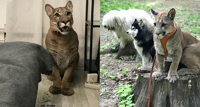 Chú báo mất "tư cách" nhất thế giới: Được nuông chiều quá mức giờ hành xử như cún con