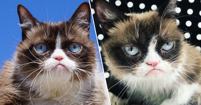 Fan toàn thế giới chia buồn trước tin Grumpy Cat đã qua đời khi tròn 7 tuổi