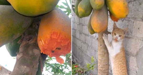 Đu đủ trong vườn cứ thỉnh thoảng lại bị chén mất nửa quả, chủ nhà giật mình khi thủ phạm là nhân vật không ngờ tới