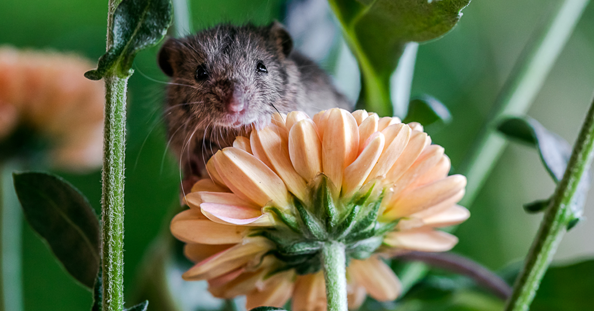 Sau khi bị mèo rượt mém chết, chú chuột con được anh nhiếp ảnh tốt  bụng chụp bộ ảnh đẹp như thiên thần