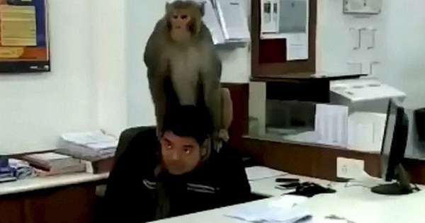 Rảnh rỗi sinh nông nổi, "mỹ hầu vương" lang thang vào ngân hàng bắt giữ nhân viên làm con tin, còn trèo lên đầu lên cổ nạn nhân