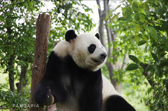 CHỊ GÁI GẤU TRÚC GIẢ VỜ CÓ THAI ĐỂ ĐƯỢC ĂN SUNG NGỦ SƯỚNG