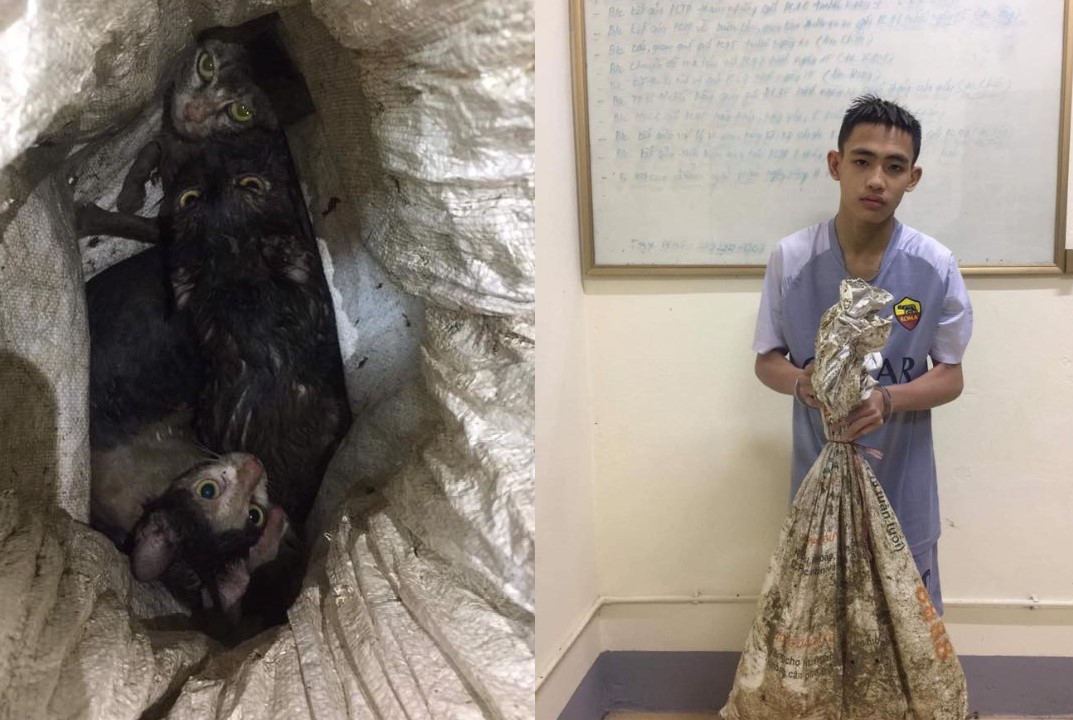 BẮT GIỮ 1 ĐỐI TƯỢNG CÂU TRỘM HÀNG LOẠT MÈO