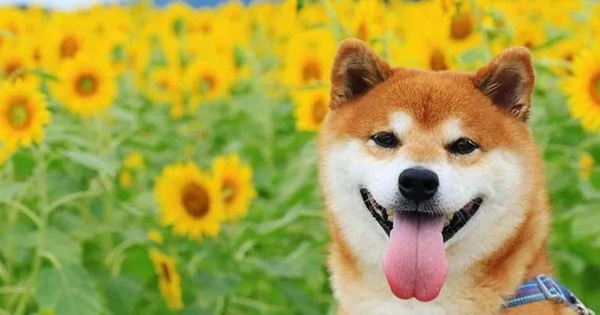 Tan chảy trước hình ảnh dễ thương của chú chó Shiba yêu hoa cỏ