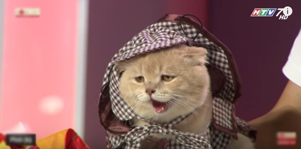 Lâu lâu chơi lớn một lần, chú mèo hoàng thượng tên Chó lại khiến khán giả 'Người bí ẩn' trầm trồ