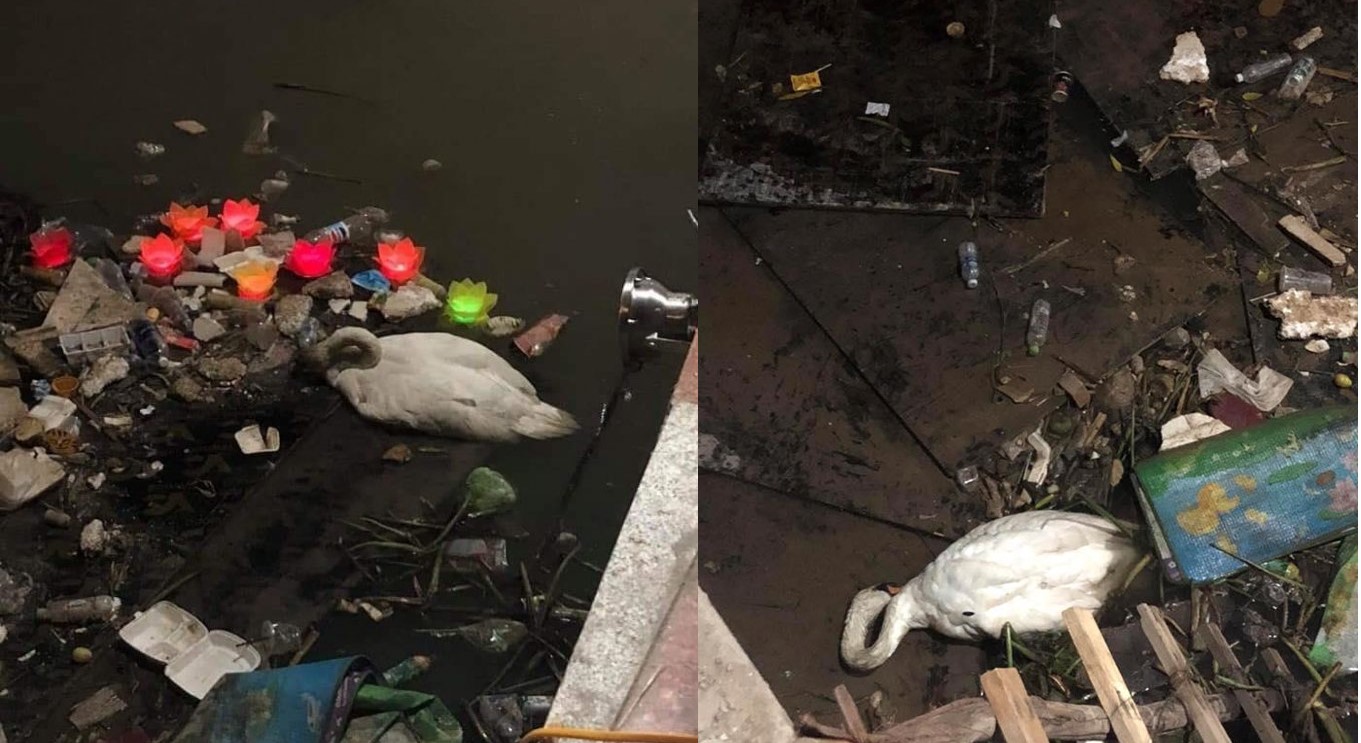 Vừa được thả chưa bao lâu, thiên nga Hải Phòng gục trên bãi rác sông Tam Bạc