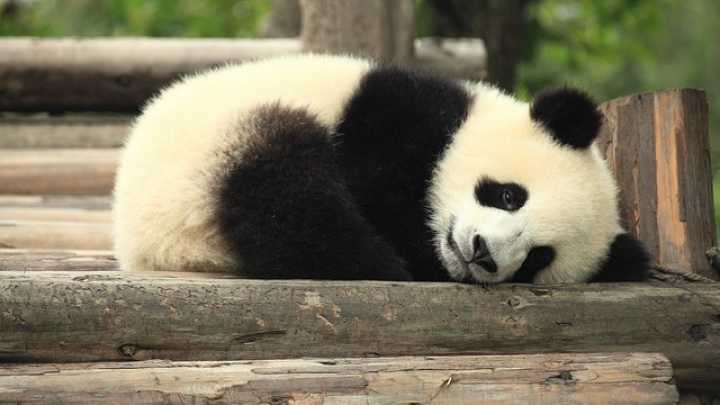 Giải oan cho "chị gấu trúc" giả có bầu để được ăn sung mặc sướng: Sự thật đáng buồn hơn bạn tưởng