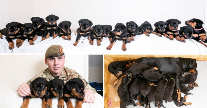 Mẹ chó Rottweiler tại Anh suýt phá kỉ lục khi sinh 16 bé đáng yêu trong một lứa
