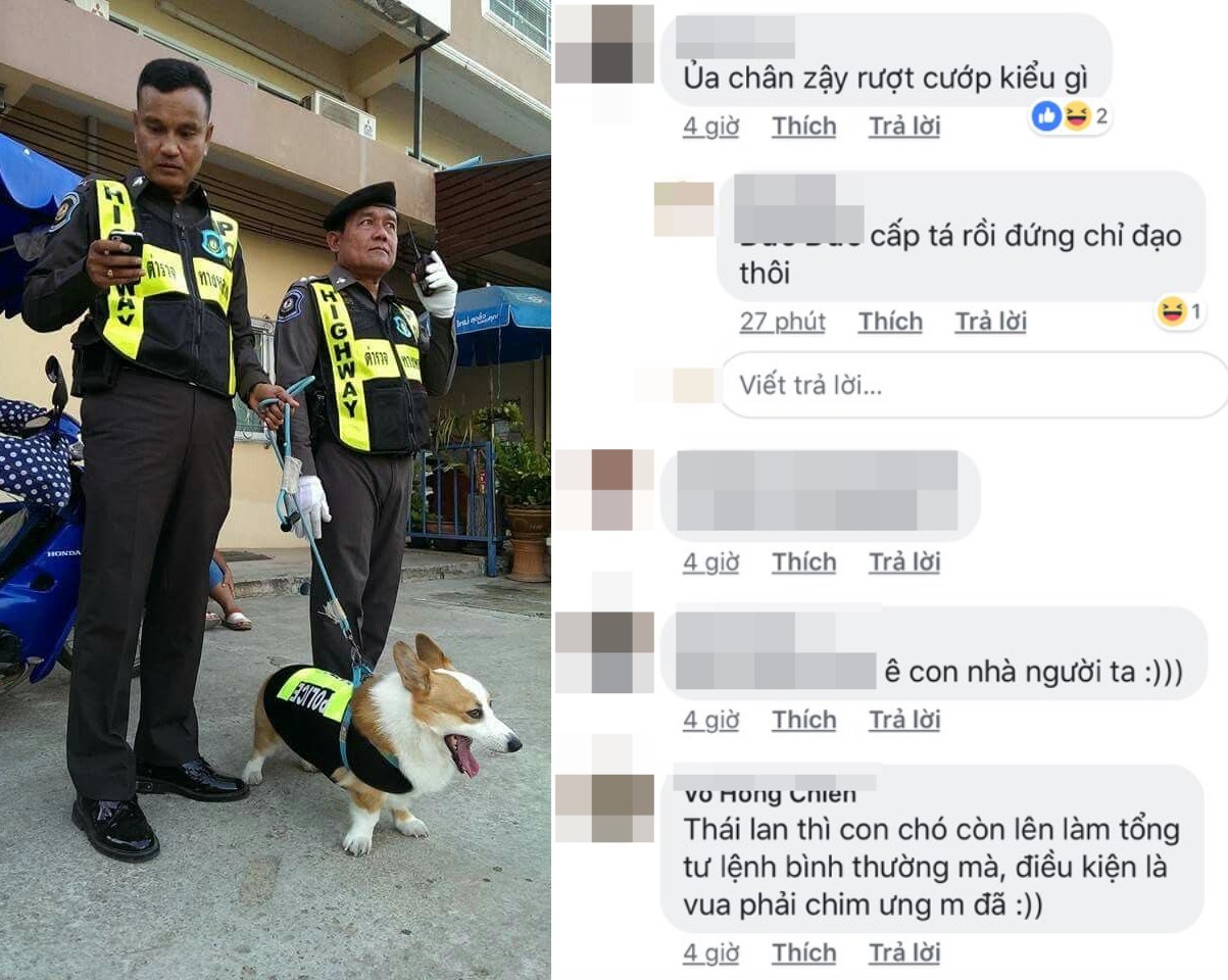 Chú chó Corgi được làm Thiếu Tá, CĐM: “Chân ngắn vậy đuổi cướp khó đấy”