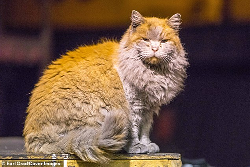 Mèo hoang thành 'ngôi sao' hút khách tại ga xe lửa Mỹ