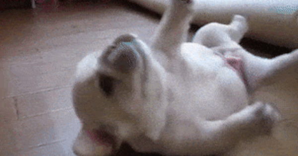 Khó hiểu khi 16 bé động vật này bị mắc kẹt một cách kì lạ