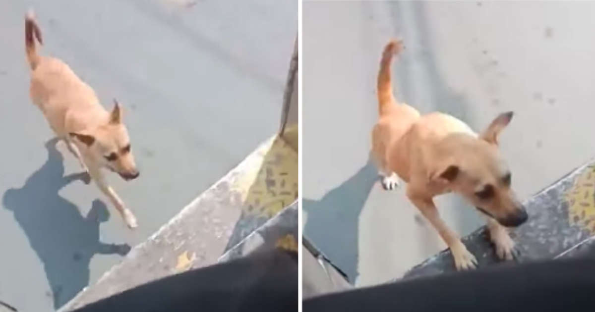 Bé chó hoang cứng đầu quyết đuổi theo tài xế xe bus cho tới khi được nhận nuôi