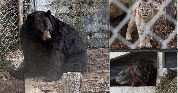 Giải cứu thú quý hiếm trong sở thú tồi tàn ven đường: hơn 100 cá thể bị bạc đãi, bỏ đói... khiến nhiều người phẫn nộ