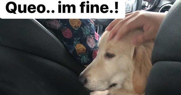 Chú chó "đốn tim" cư dân mạng bởi loạt biểu cảm nói hộ nỗi lòng của những người... say xe khi đi du lịch