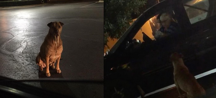 Bé chó béo ú giả bộ đáng thương để xin ăn ngay trước McDonald, cô chủ phải than trời