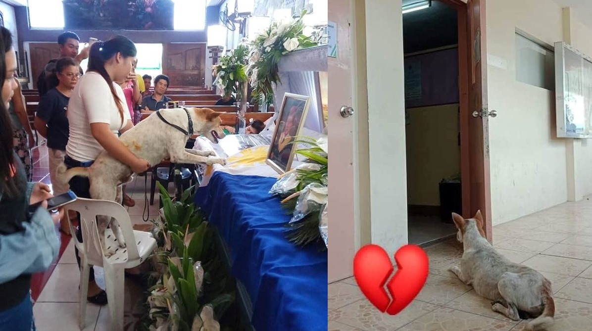 Cảm động chú chó khóc nấc trước quan tài của vị giáo sư, người từng là chủ nhân của nó