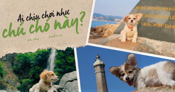 Cún cưng tên Tiểu Cư và hành trình đi phượt khắp nơi cùng cô cậu chủ: Boss nào “chịu chơi” hơn em?