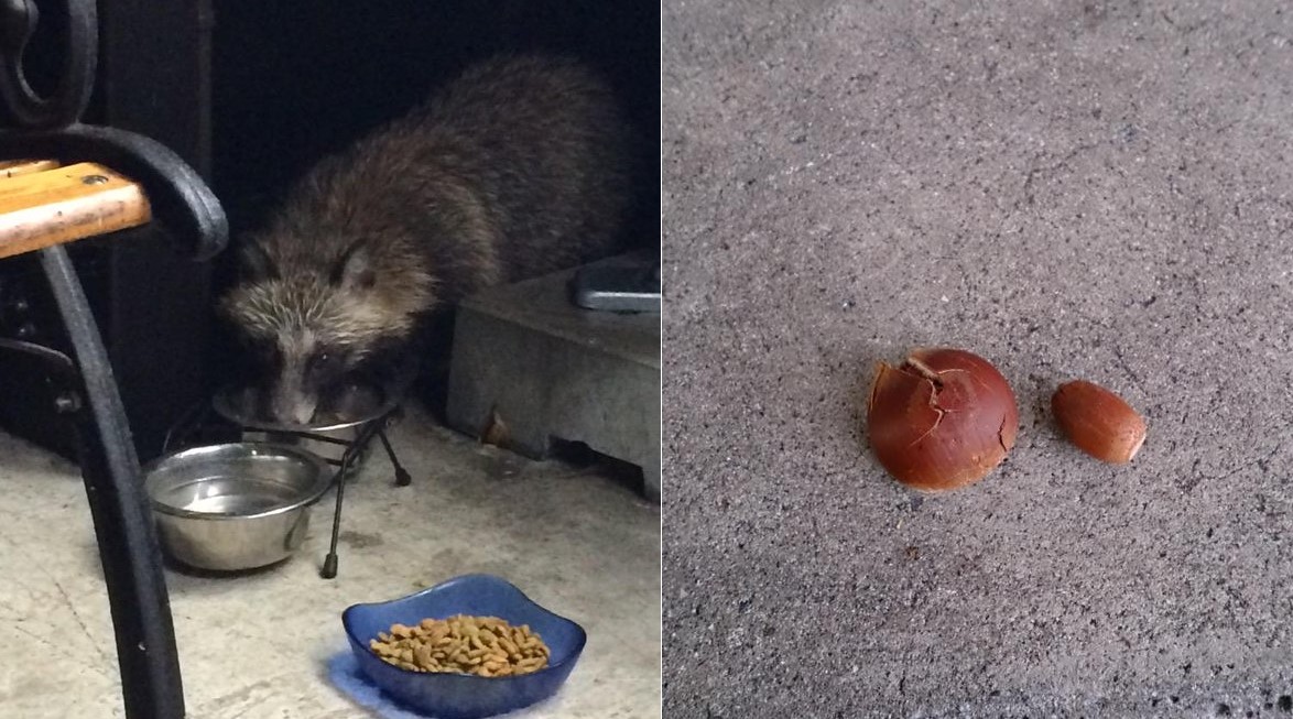 Được cô gái cho ăn, chú gấu mèo bỏ hạt dẻ trước cửa mỗi ngày để trả ơn